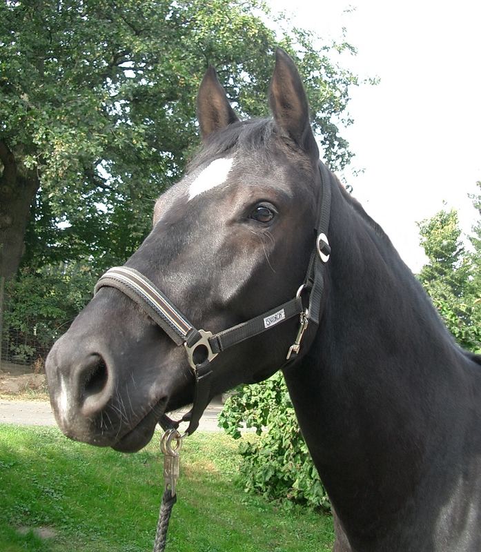 Nur Flausen im Kopf