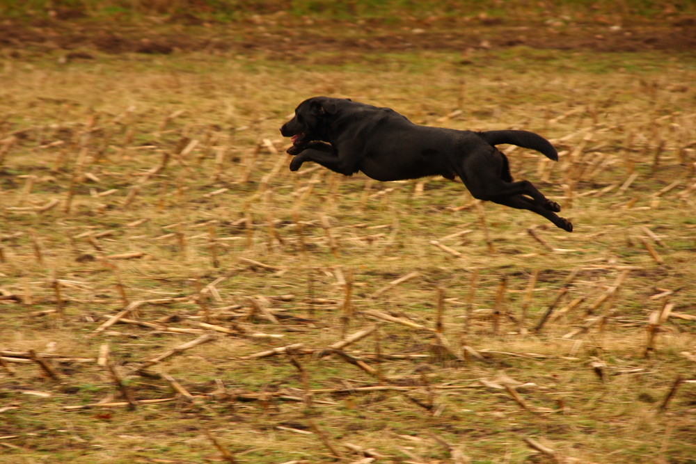 ~~ Nur Fliegen ist schnoener ~~