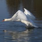 "nur Fliegen ist schöner"