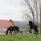 Nur fliegen ist schöner