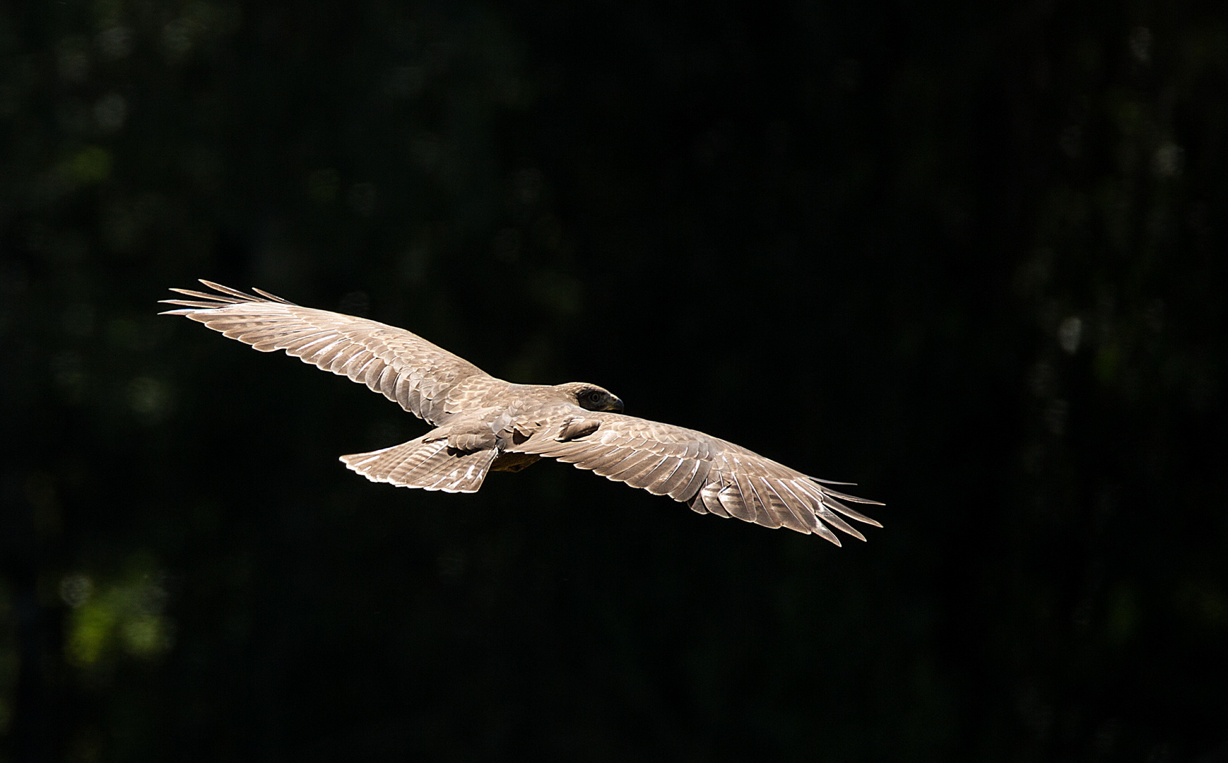 Nur Fliegen ist schöner