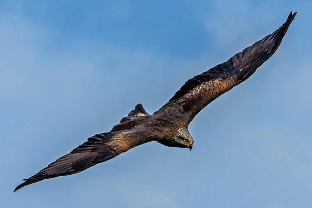 Nur fliegen ist schöner