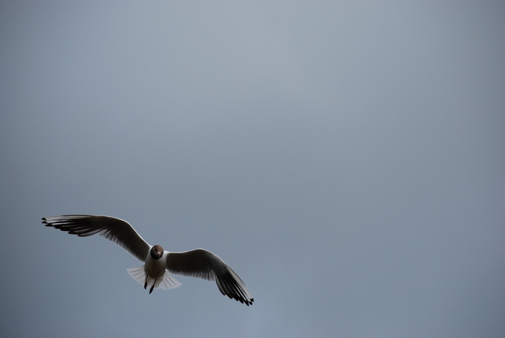 Nur fliegen ist schöner