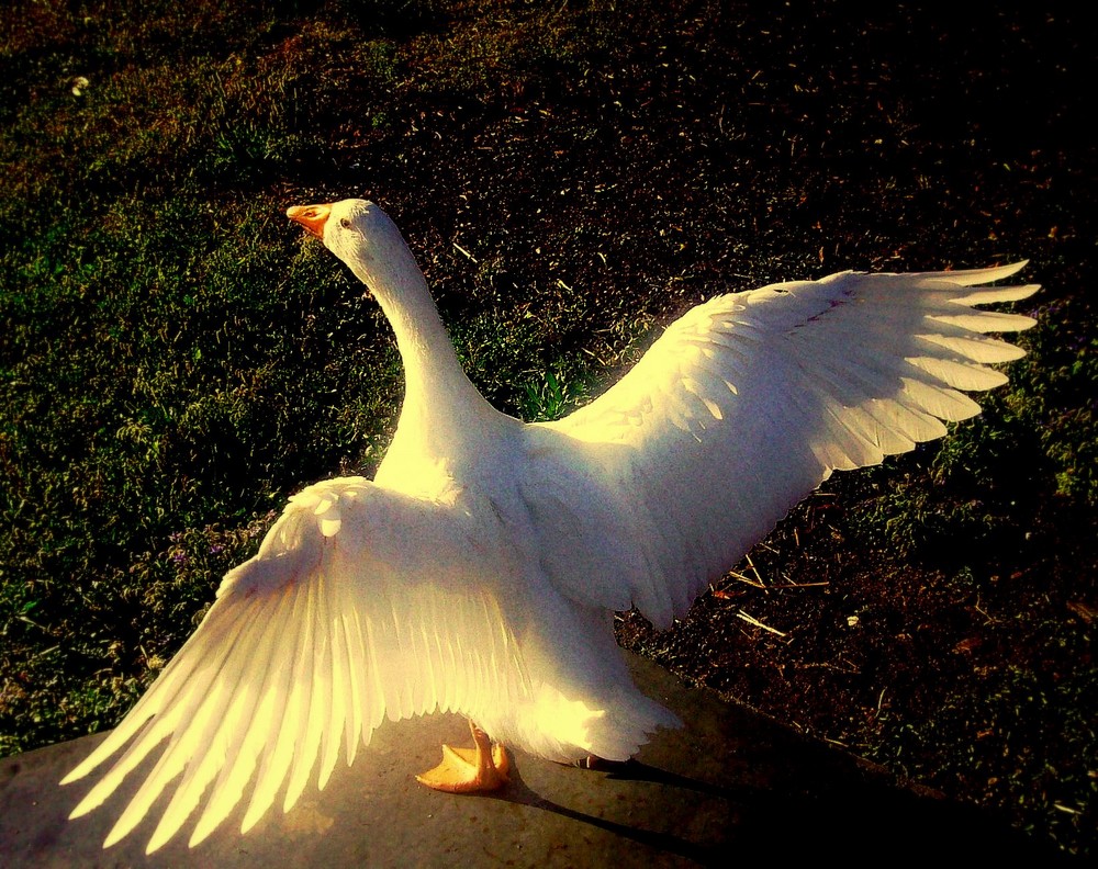 nur fliegen ist schöner...