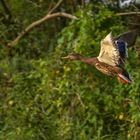 Nur Fliegen ist schöner