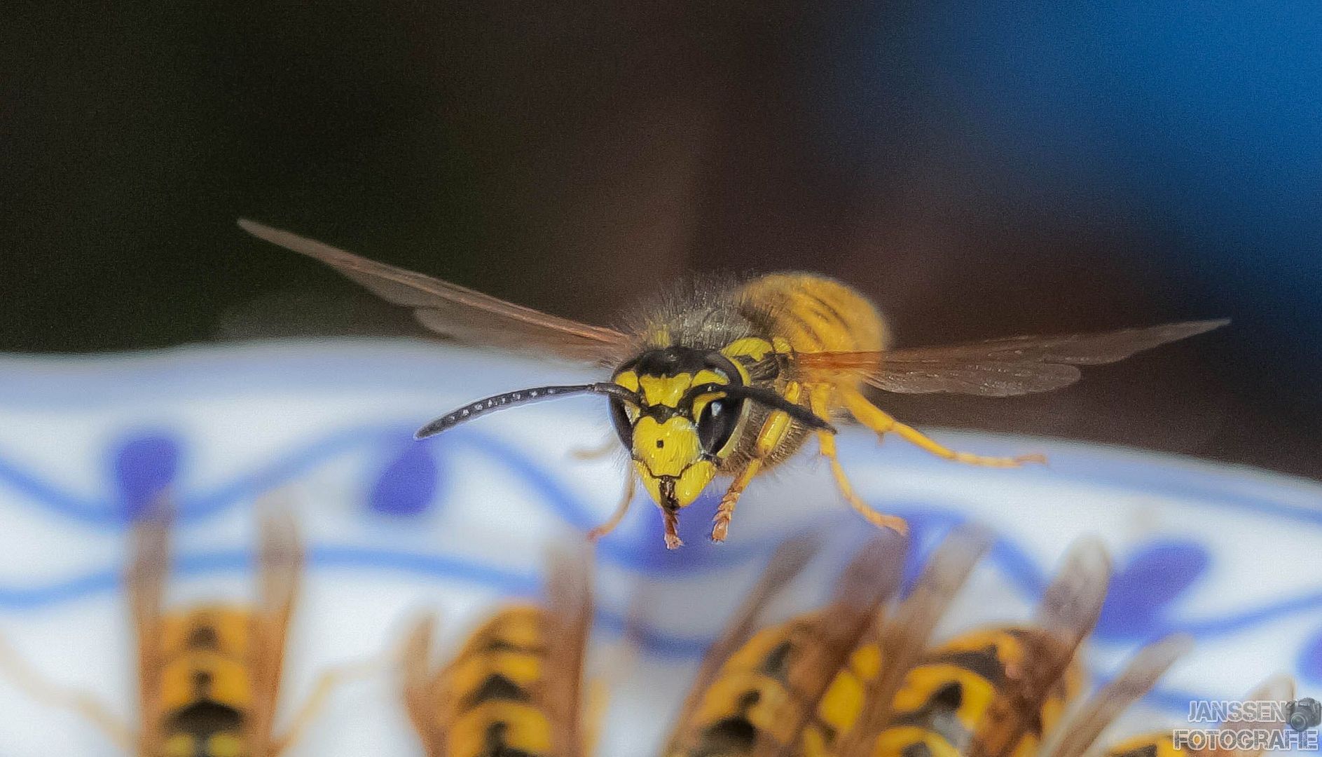 Nur Fliegen ist schöner !