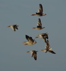 Nur fliegen ist schöner.......