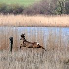 Nur Fliegen ist schöner