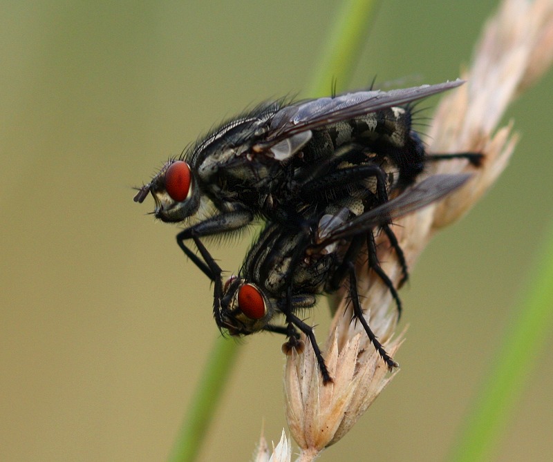 Nur Fliegen ist schöner