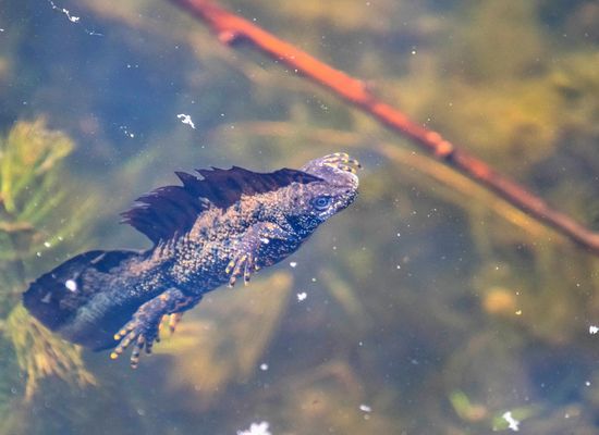 Nur fliegen ist schöner