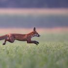 Nur fliegen ist schöner