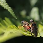 nur fliegen ist schöner