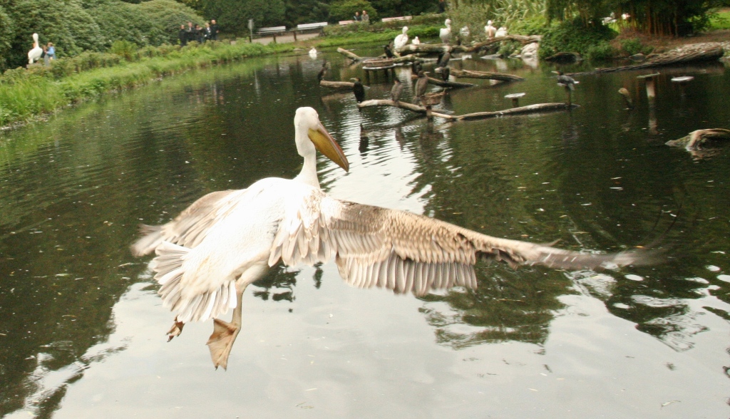 nur fliegen ist schöner...