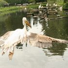 nur fliegen ist schöner...