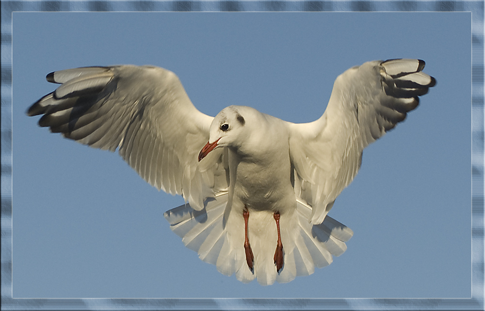 nur Fliegen ist schöner