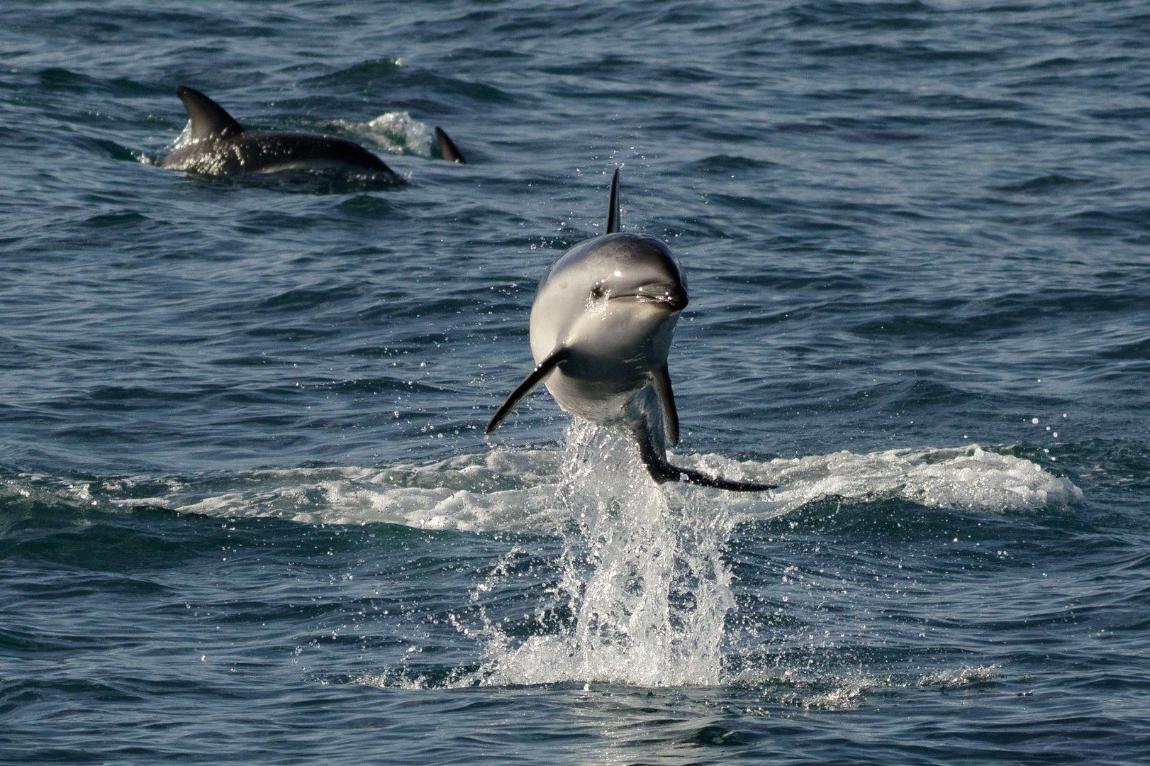 Nur fliegen ist schöner - Kaikoura