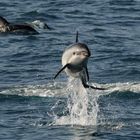 Nur fliegen ist schöner - Kaikoura