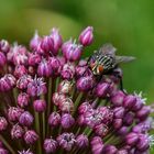 Nur Fliegen sind schöner?