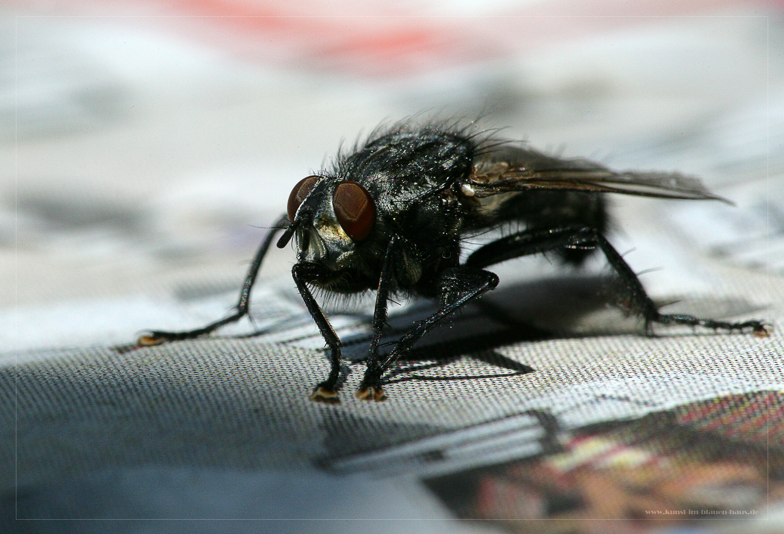 Nur Fliegen sind schöner