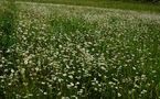 Nur für Euch habe ich eine ganze Wiese voll mit schönen Blumen gepflückt! von Kosche Günther 