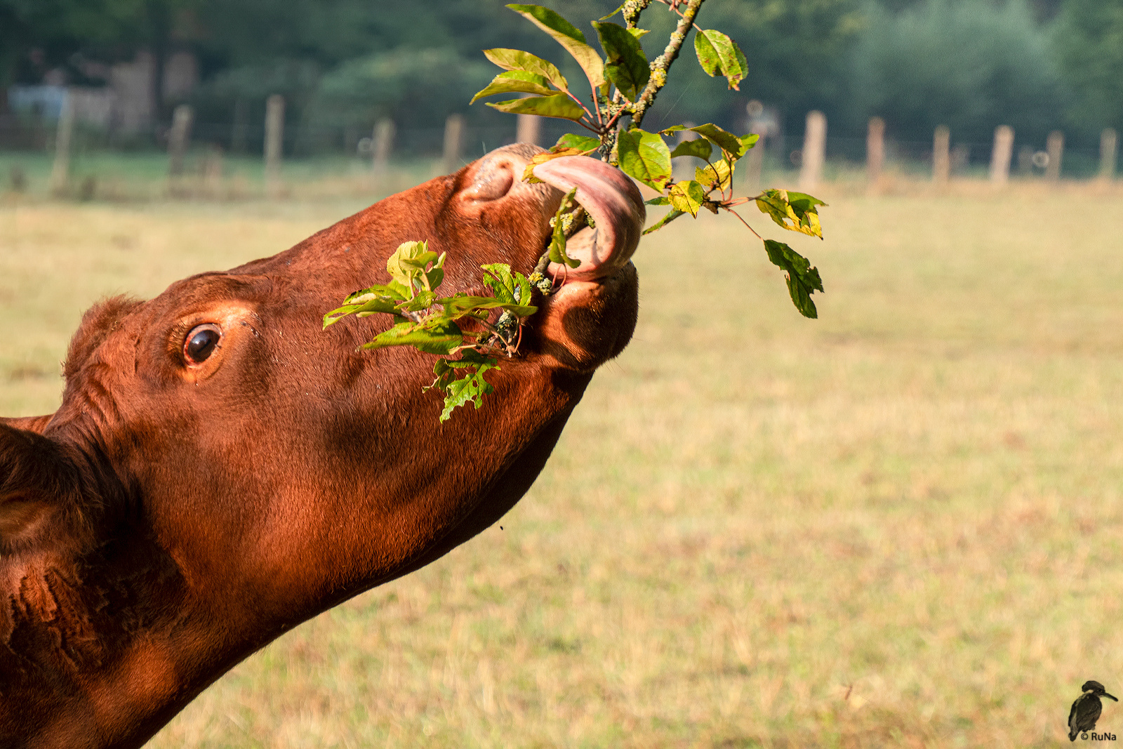 ...nur für große Tiere