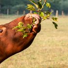 ...nur für große Tiere