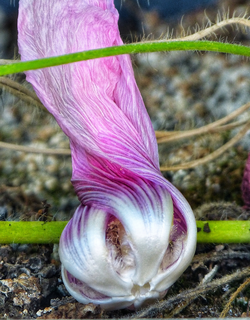 Nur für kurze Zeit 03 - schon verblüht die Stockrosenblüte