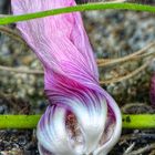 Nur für kurze Zeit 03 - schon verblüht die Stockrosenblüte