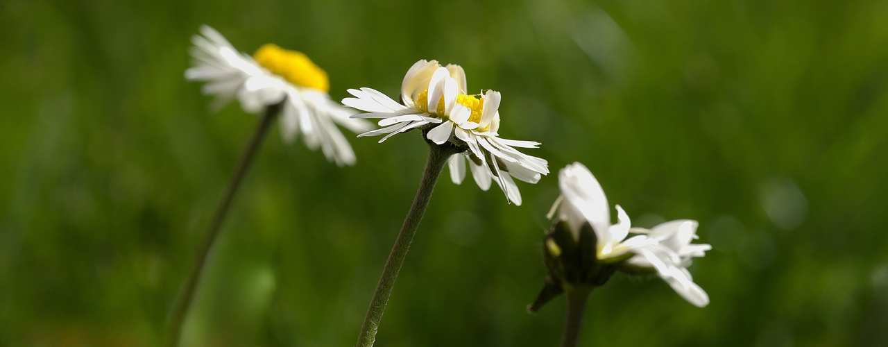 Nur Gänseblümchen