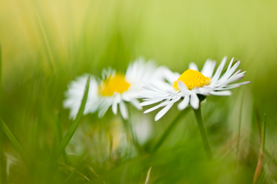 nur Gänseblümchen