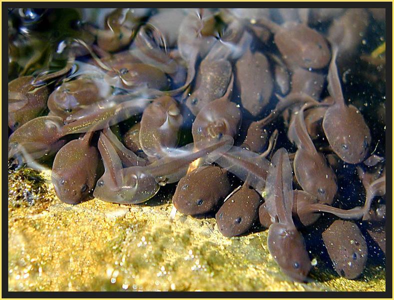 Nur gemeinsam sind wir stark... Foto & Bild tiere, wildlife, amphibien & reptilien Bilder auf Nur gemeinsam sind wir stark... Foto & Bild tiere, wildlife, amphibien & reptilien Bilder auf