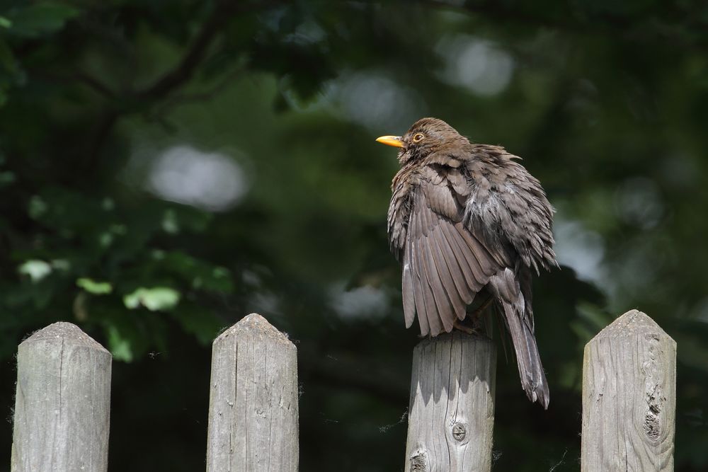 Nur Geschärft und nur ne Amsel