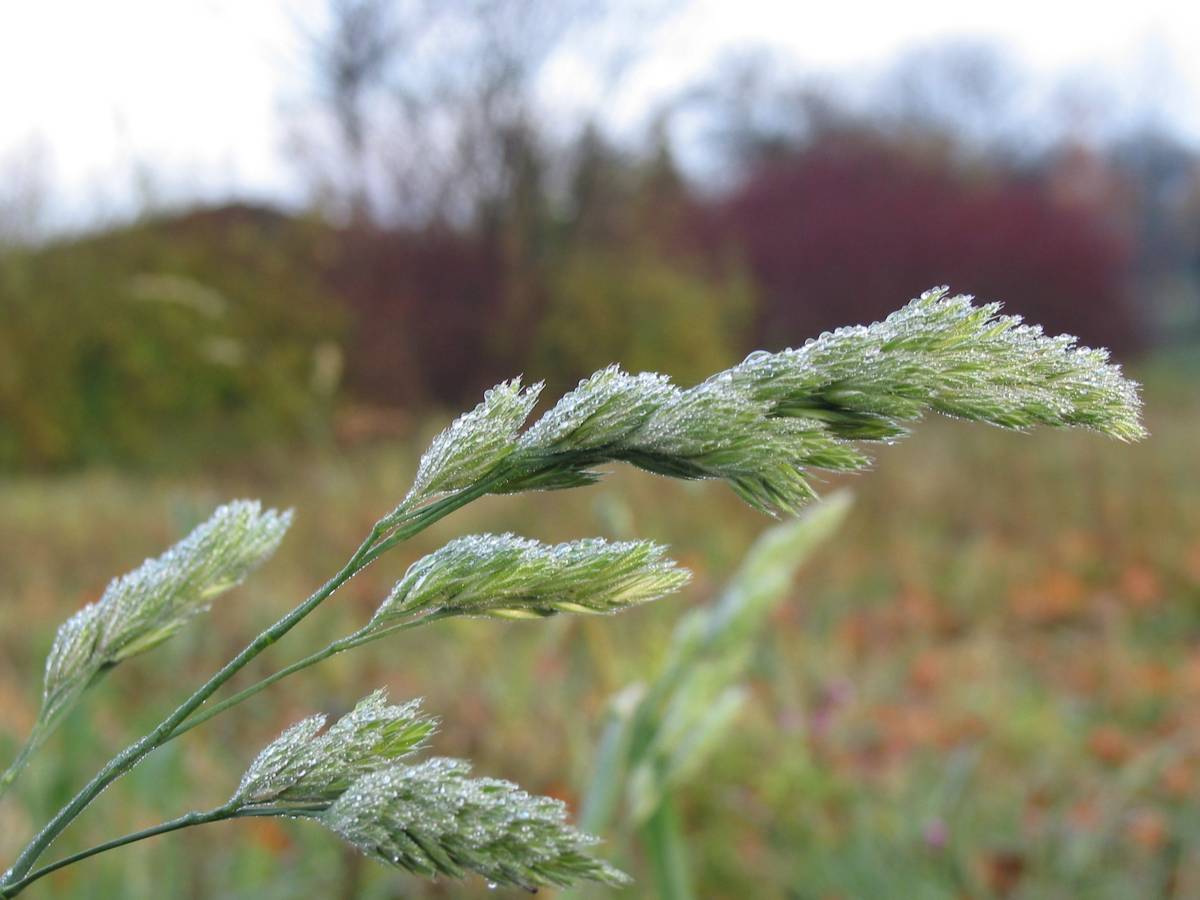 Nur Gras - im Herbst...