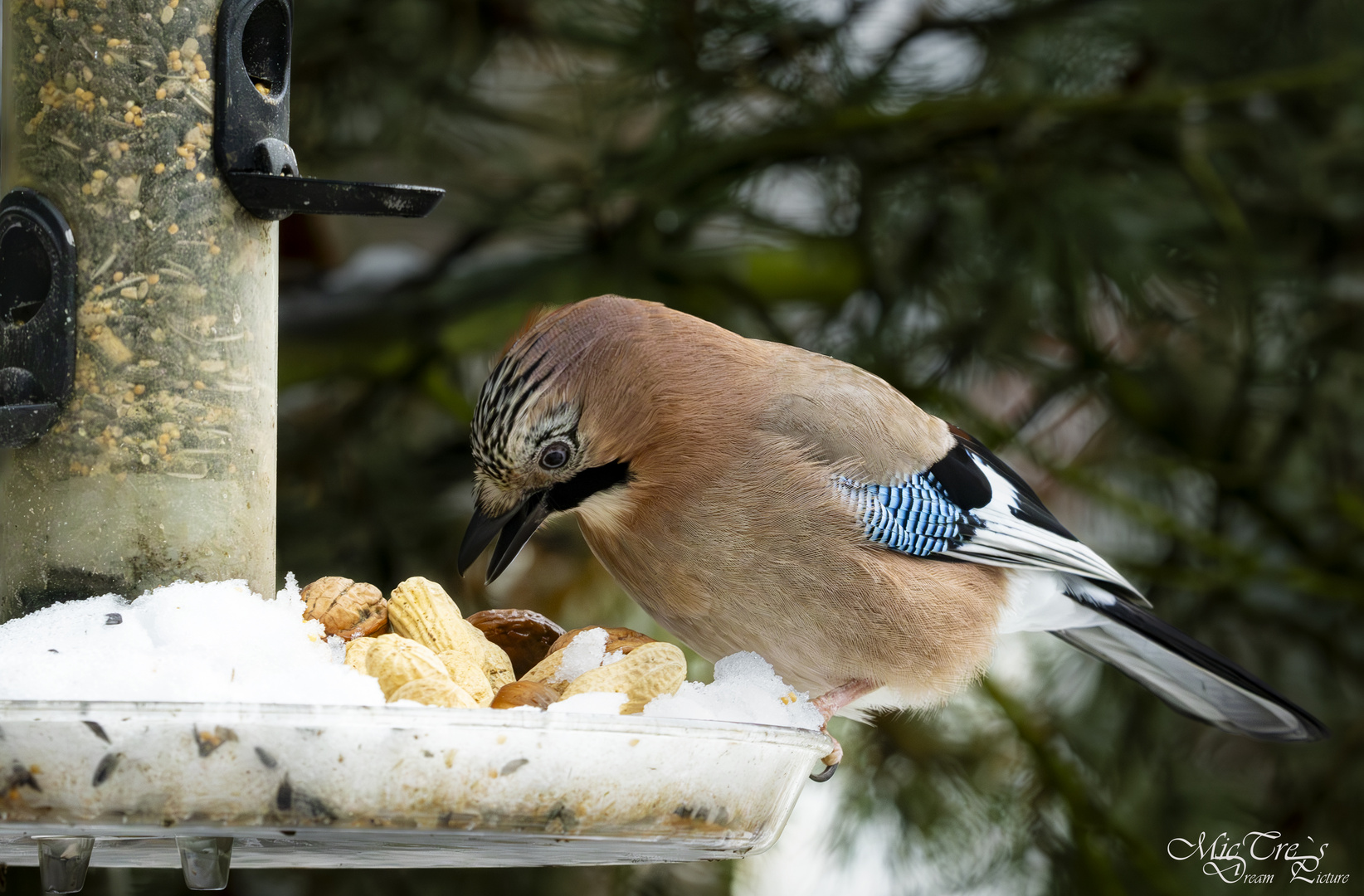 Nur gucken, nicht fressen... :)