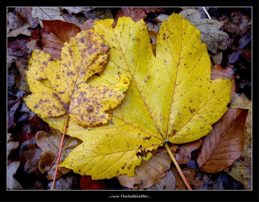 ...nur Herbstblätter...