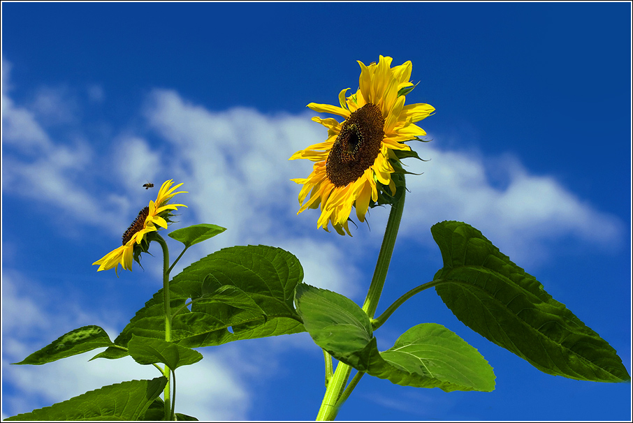 nur Himmel und Sonnenblumen