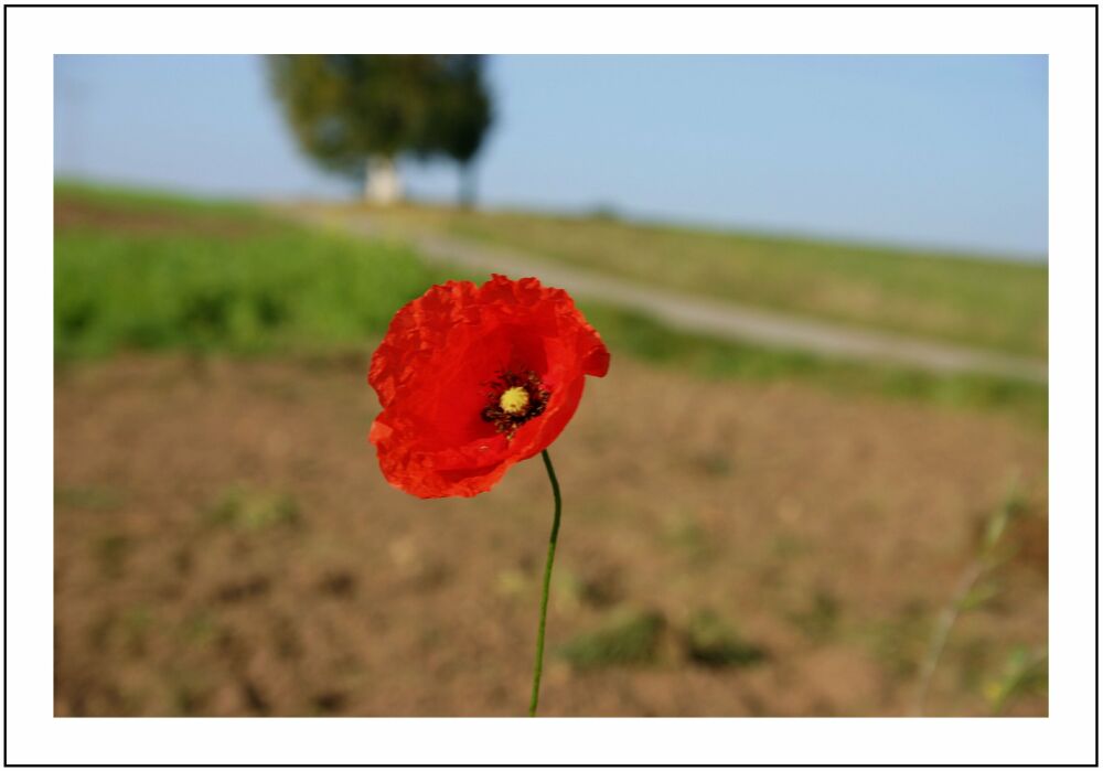 nur ich bin geblieben...... Mohn im Herbst