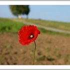 nur ich bin geblieben...... Mohn im Herbst