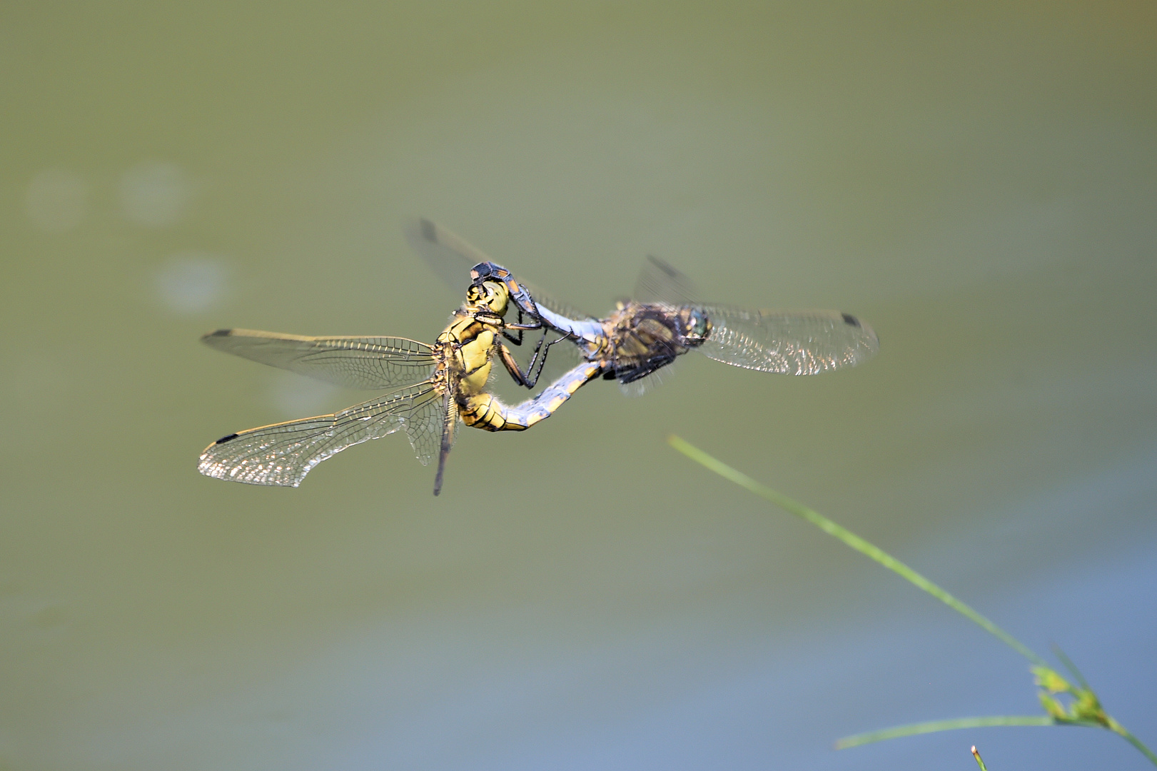 Nur im Fliegen ist es schöner