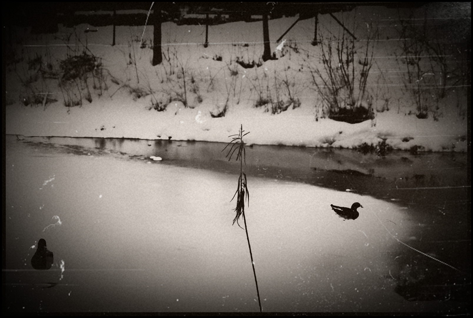 Nur im Ruhigen Teich,....