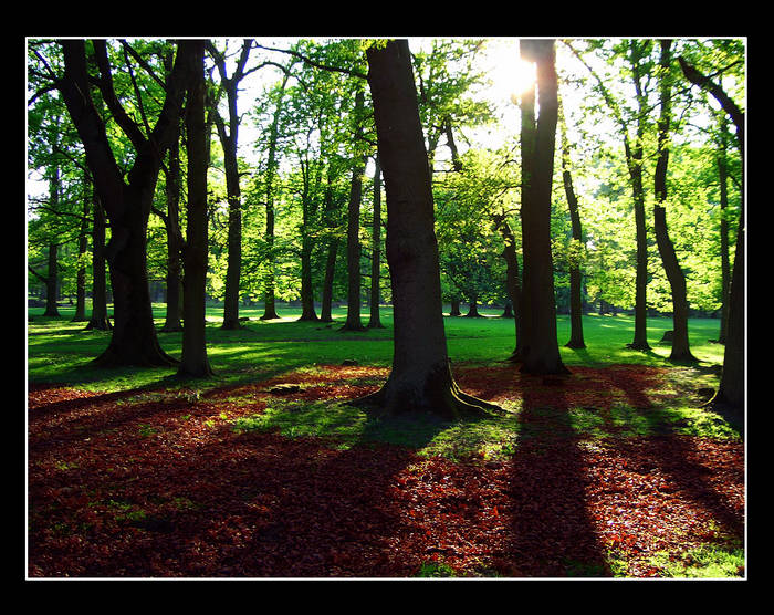 Nur im Wald gibt es Riesen.