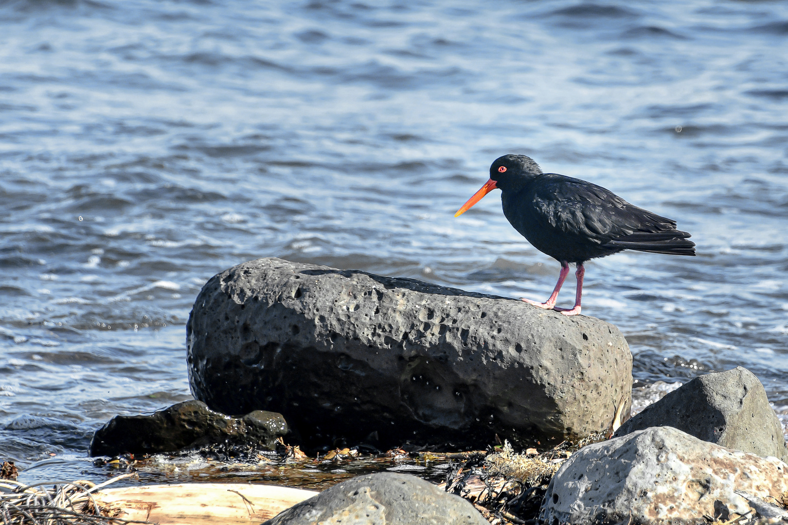 Nur in Neuseeland