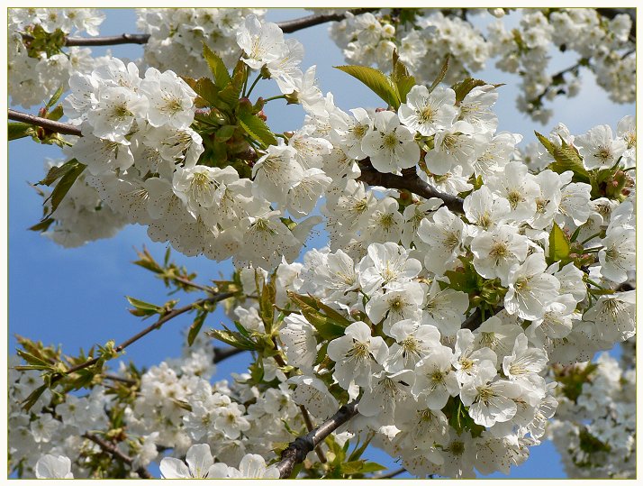 Nur Kirschblüten