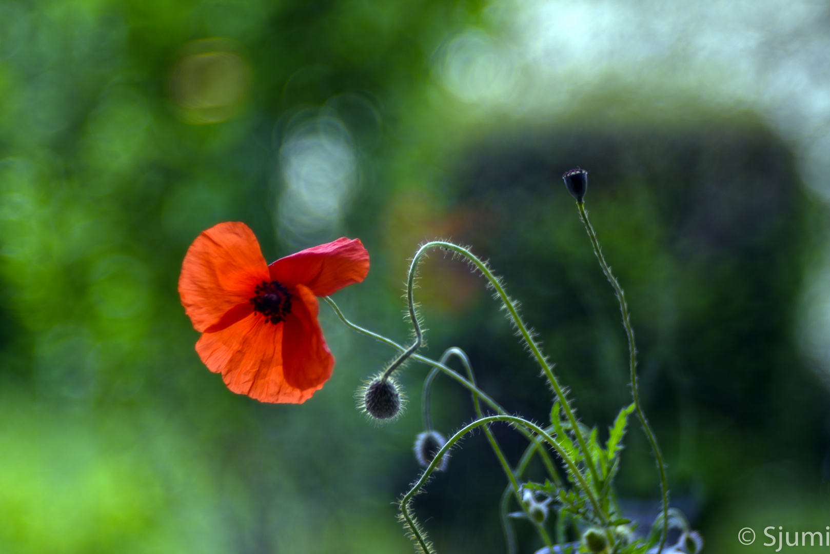 Nur Klatschmohn