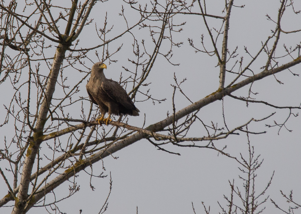 Nur kurz beobachtete mich der Seeadler..