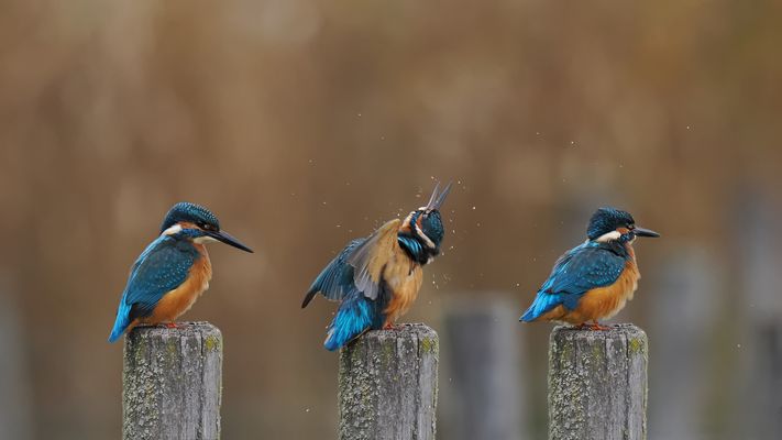 nur kurz das Wasser aus dem Gefieder schütteln
