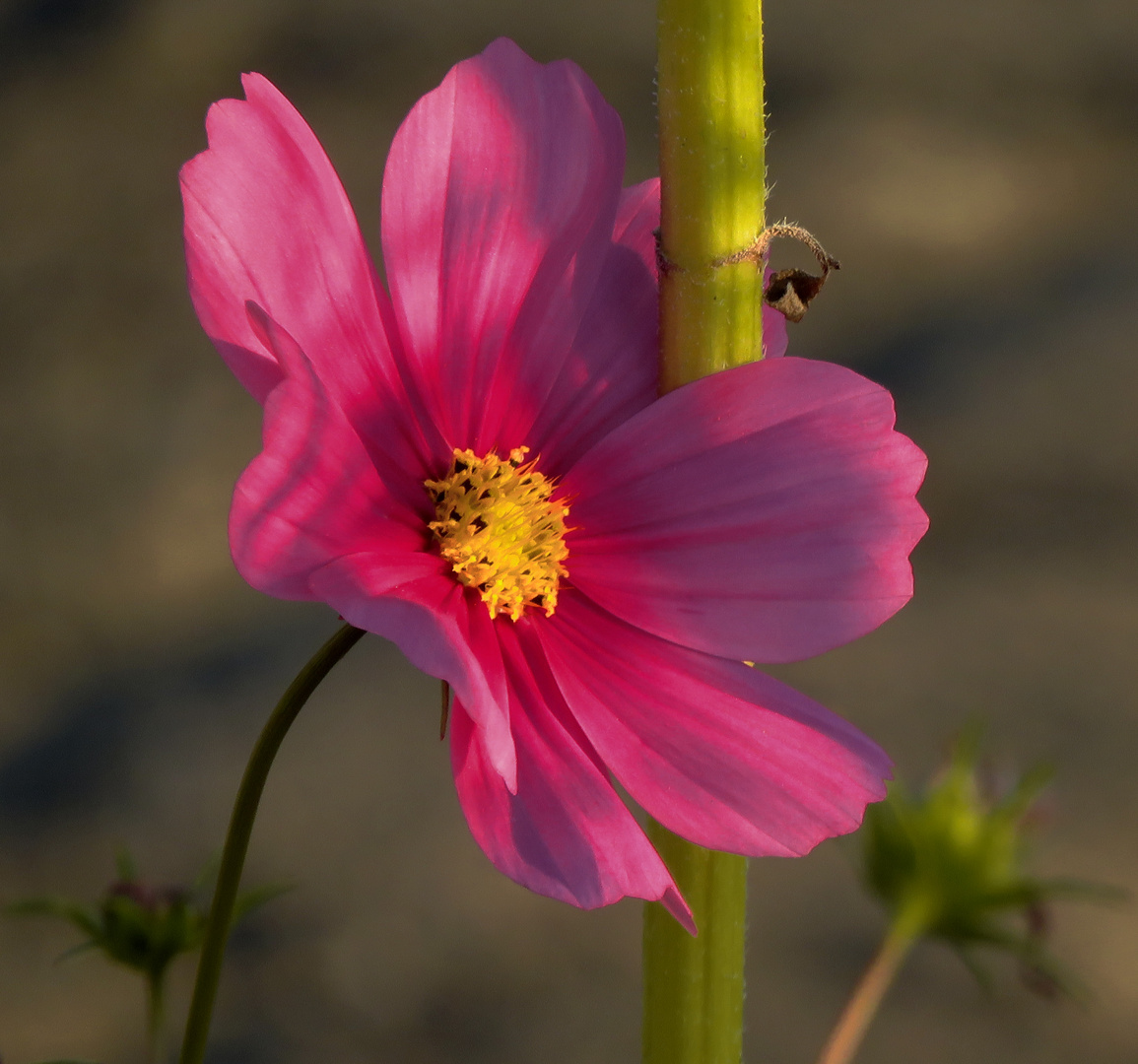 nur kurze Morgensonne für "Cosmea"(Schmuckkörbchen),