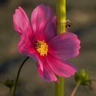 nur kurze Morgensonne für "Cosmea"(Schmuckkörbchen),