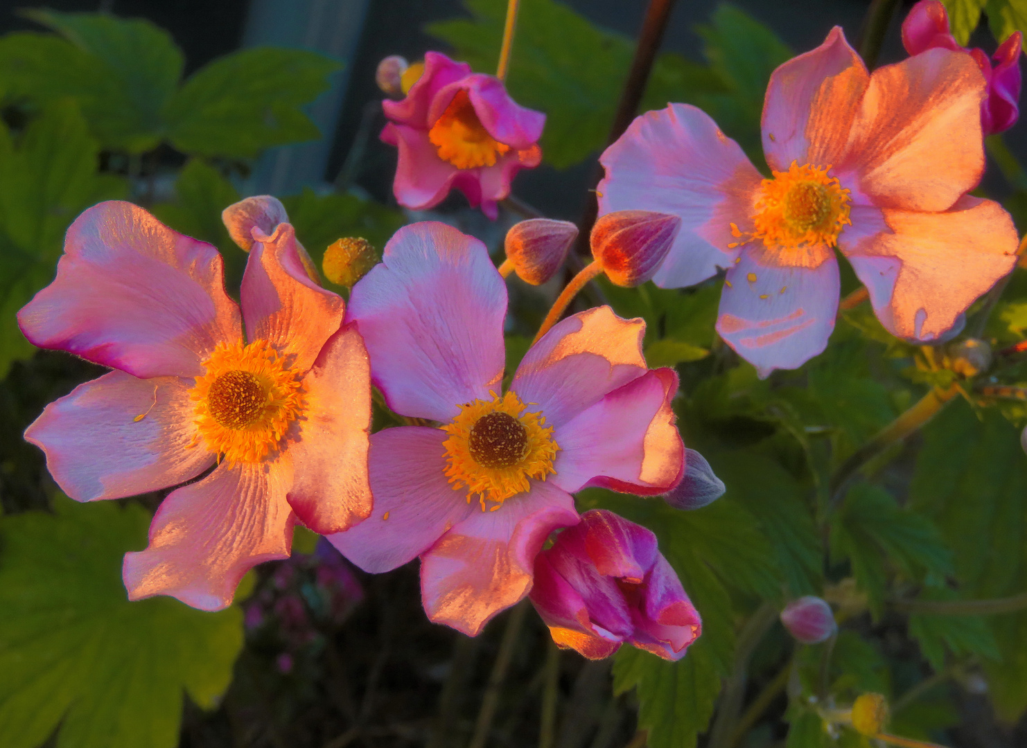 nur kurze Morgensonne für Vorgarten "Anemonen"