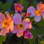 nur kurze Morgensonne für Vorgarten "Anemonen"